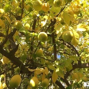 Meet your Posher, Lara